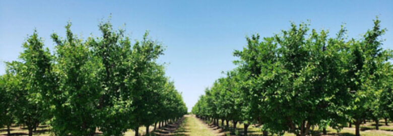 Sacramento Packing, Inc